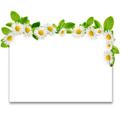 Frame: daisies and green leaves