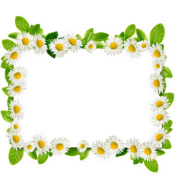 Frame: daisies and green leaves