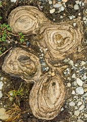 exposed roots