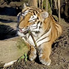 Bengal tiger in the zoo