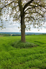 Bäume auf  Feld