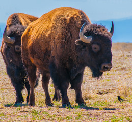 Bison in Field in the Daytime