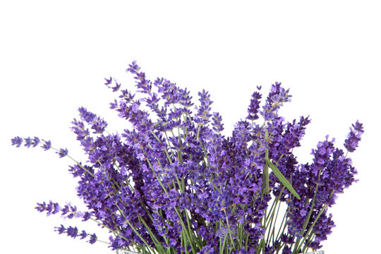 Fototapeta Bouquet of picked lavende