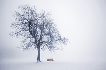 Winter tree in fog - obrazy, fototapety, plakaty