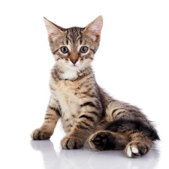 Striped not purebred kitten on a white background.