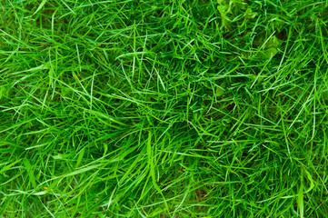 green grass background