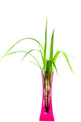 Plants in a pink vase isolated on white backgroung