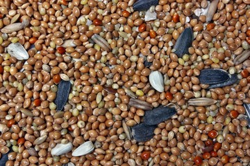 Blend of the healthy food