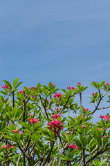 frangipani trees
