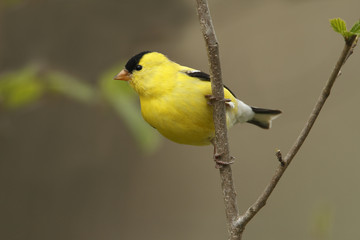 Fototapeta premium American Goldfinch in Spring - Ontario, Canada