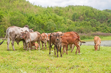 Naklejka na ściany i meble cows in field at Thailand