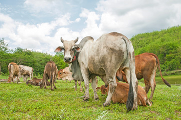 Naklejka na ściany i meble cows in field at Thailand