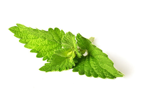 Fresh green leaves of melissa