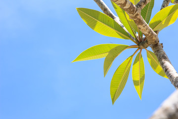 Green leaves against ble sky background