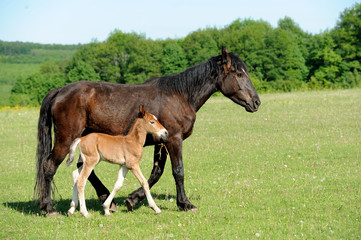 Horse