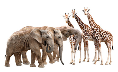 giraffes with elephants isolated on white