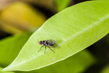 Fly on a leaf