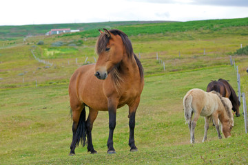 Naklejka na ściany i meble Icelandic Horse