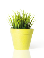 Green grass in a yellow flower pot isolated on white background