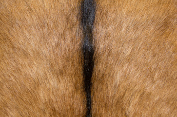 animal fur texture