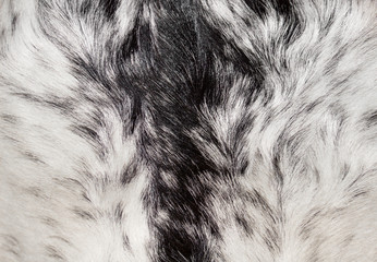 animal fur texture