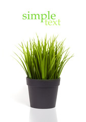 Green grass in a black flower pot isolated on white