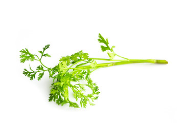 Coriander on the white background