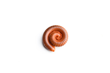 Millipede on the white background