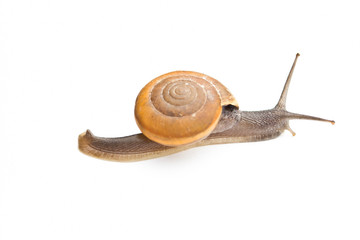 Snail on the white background