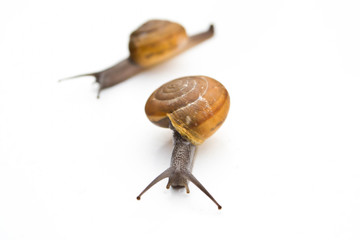 Snail on the white background