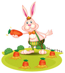 A rabbit at the farm with carrots