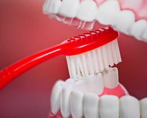 Closeup of plastic teeth and gum model and a toothbrush