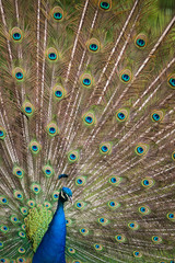 Obraz premium peacock