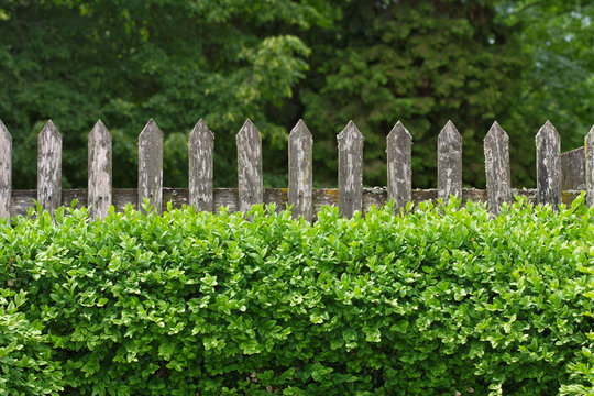 Alter Gartenzaun aus Holz und Buxbaumhecke