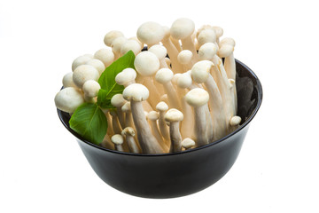 Japan mushroom Shimeji
