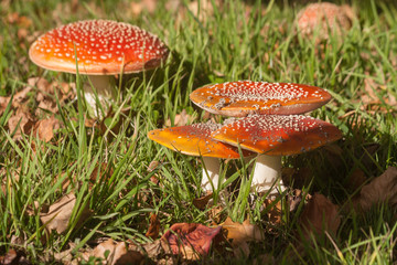 cluster of fly agaric mushrooms growing on meadow