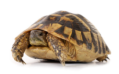 Obraz premium Turtle Testudo hermanni tortoise