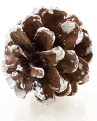 pomme de pin