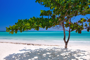 Zanzibar tropical tree at the beach