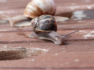 escargot