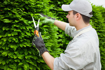 Gardener pruning an hedge