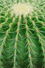 cactus texture background