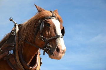 Portrait d'un cheval harnaché sous un ciel bleu © Patricia W.