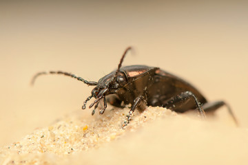 Carabus arcensis