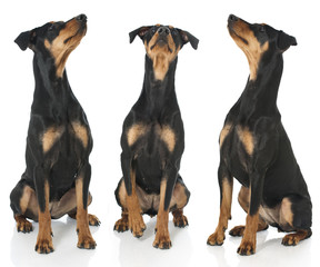 Drei Pinscher