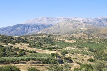 Fototapeta na wymiar Berge und Landschaft mit Olivenbäumen auf Kreta