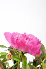 Obraz premium peony11