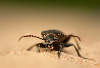 Carabus arcensis