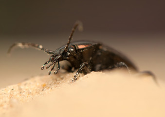 Carabus arcensis