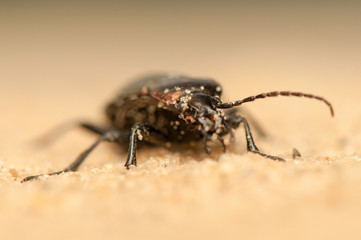 Carabus arcensis